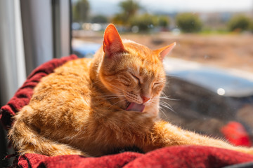 gato atigrado de color marron acostado en una hamaca junto a la ventana, se lame las patas