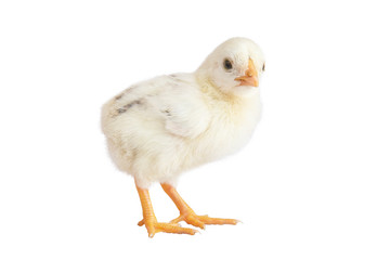 Cute little yellow chicks isolated on a white background.