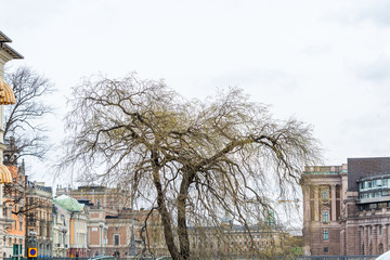 A willow  tree in the spring growing in the downtown of Stockholm, Sweden.