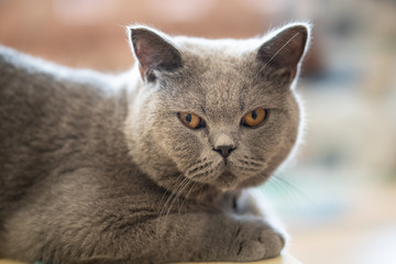 Cat lying  on the floor of the house.shallow focus effect.