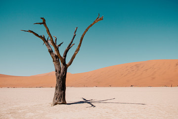 Dead Vlei in Sossusvlei National Park - Namib-Naukluft National Park, Namibia, Africa