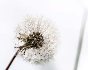 Close-up Of Dandelion Against Clear Sky