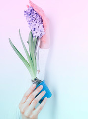 A hand holds a hyacinth flower on white background