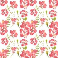 Watercolor seamless pattern of royal poinciana on white background, watercolor hand drawn, can be used for wallpaper or fabric textile