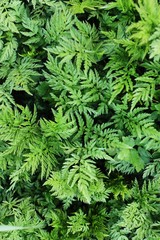 Beautiful green fern in the forest macro
