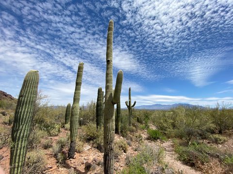 saguaro cactus in arizona © Philip