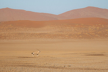 Gemsbok in sand dunes, Oryx gazella, Namib-Naukluft National Park, Namibia