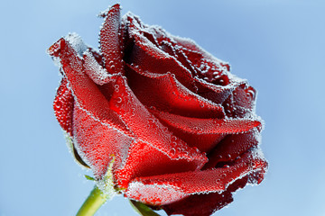 Red rose with dew drops on a blue background. Preparation of postcards
