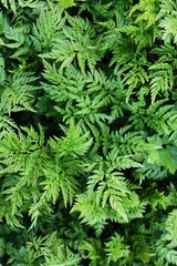 Beautiful green fern in the forest macro
