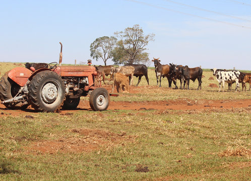 Trator agr&iacute;cola da d&eacute;cada de 70 com vacas ao lado, sob pastagem seca.
