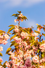 Branch of Prunus Kanzan cherry with pink double flowers and red leaves, close up.