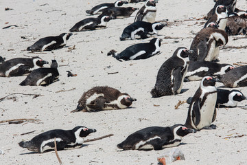 Naklejka premium Boulders Bay Penguin Colony of African Jackass penguins at Boulders Beach, Cape Province, South Africa