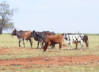 Vacas no pasto no centro-oeste brasileiro.