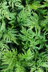 Beautiful green fern in the forest macro