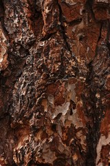 Beautiful brown tree bark close up view