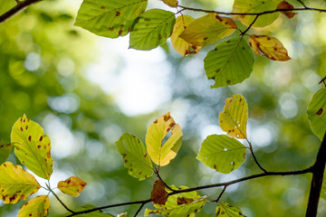 leaves of a deciduous tree turning yellow in early autumn, nature abstract background
