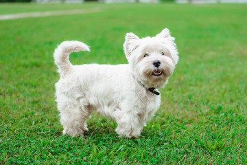 Naklejka na ściany i meble A west highland white terrier dog on grass in nature in the park.