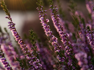 Obraz premium Close up of beautiful blooming purple heather flower. Selective focus.
