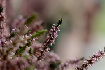 Blumen und Blüten