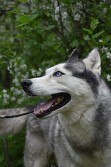 blue-eyed dog husky looks beautiful against the background of spring trees