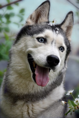 Fototapeta premium portrait of a dog breed Siberian husky on a background of flowering trees