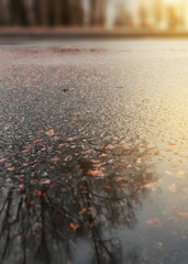 Reflection of trees in a puddle on the asphalt. The sun's rays lit the road