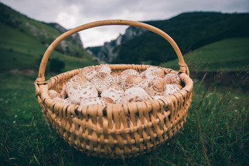 Basket with beautiful handpicked edible parasol mushrooms with mountains in the background.