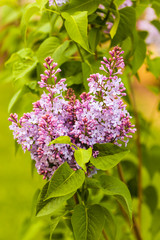 Syringa vulgaris (lilac or common lilac) is a species of flowering plant in the olive family Oleaceae