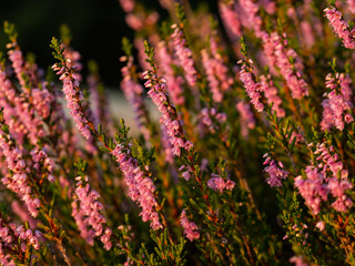 Close up of beautiful blooming purple heather flower. Selective focus.