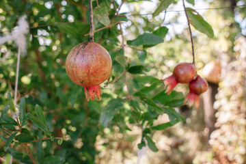 Red ripe pomegranate fruit on a tree branch in the garden. Colorful image with place for text, close up.