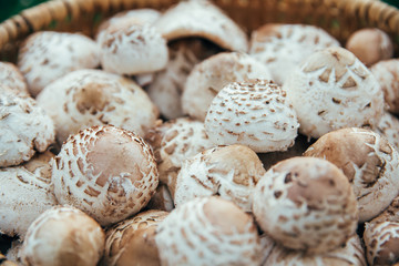 Basket with beautiful handpicked edible parasol mushrooms with a rural road in the background.