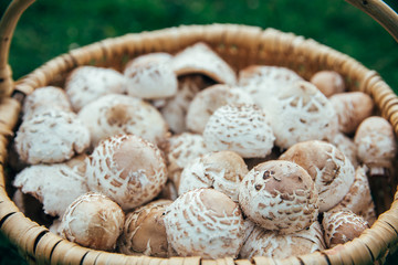 Basket with beautiful handpicked edible parasol mushrooms with a rural road in the background.