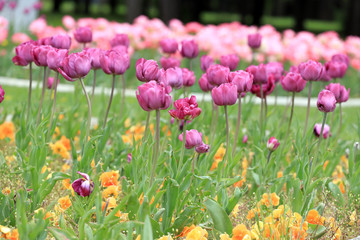 Colorful ornamental tulips. Tulips pattern, floral background.