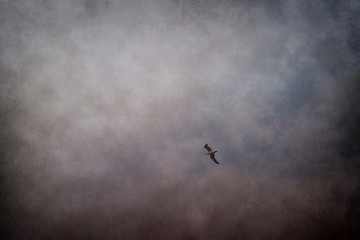 seagull flying alone on a stormy sky