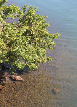 Lago calmo, com vegeta&ccedil;&atilde;o em primeiro plano e pedras abaixo do arbusto