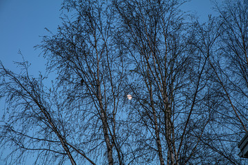 The big moon. Silhouettes of birch and bird branches in the light of the full spring moon.