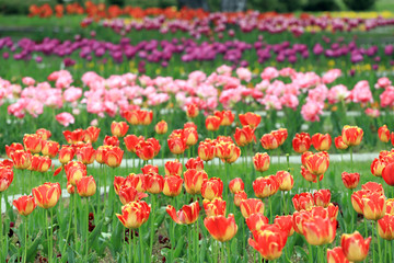 Colorful ornamental tulips. Tulips pattern, floral background.