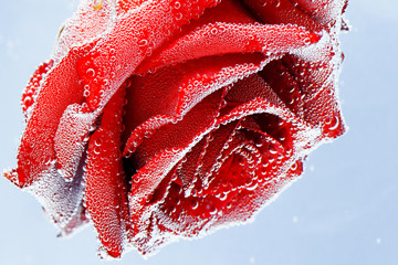 Red rose with dew drops on a blue background. Preparation of postcards