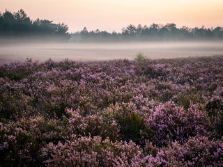 Obraz premium Early foggy morning on the heathland. Amazing violet color of heather flower. Selective focus.