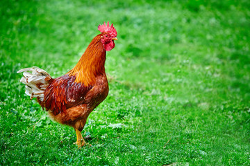 Beautiful young bright red cock on green farm grass