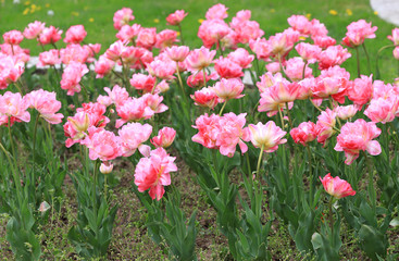 Colorful ornamental tulips.