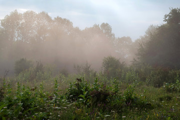 Obraz na płótnie Canvas Scenic view of fog on forest glade