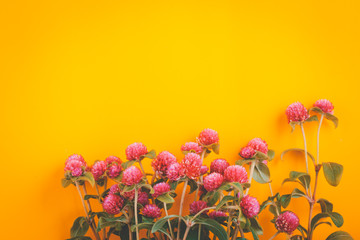 Globe amaranth flowers beautiful