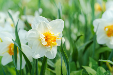 Fototapeta na wymiar Common daffodil blooms
