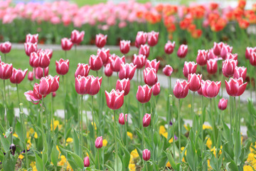 Colorful ornamental tulips.