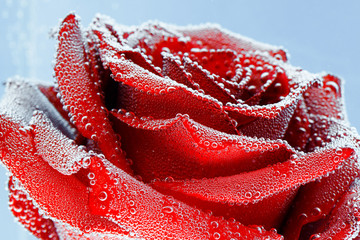 Red rose with dew drops on a blue background. Preparation of postcards