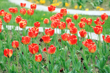 Colorful ornamental tulips. Tulips pattern, floral background.