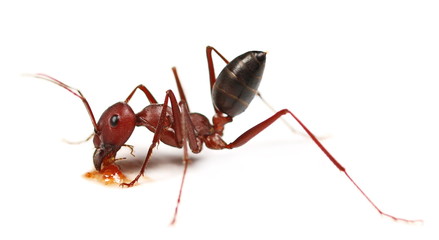 Desert ant, Cataglyphis bicolor isolated on white background