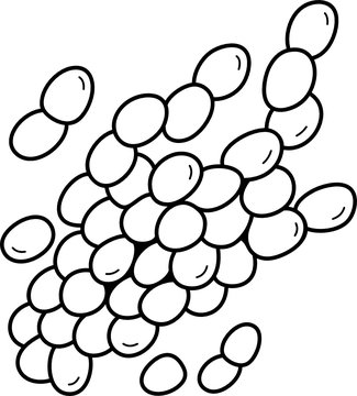 Acinetobacter bacteria