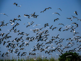 A flock of seagulls near the shoreline